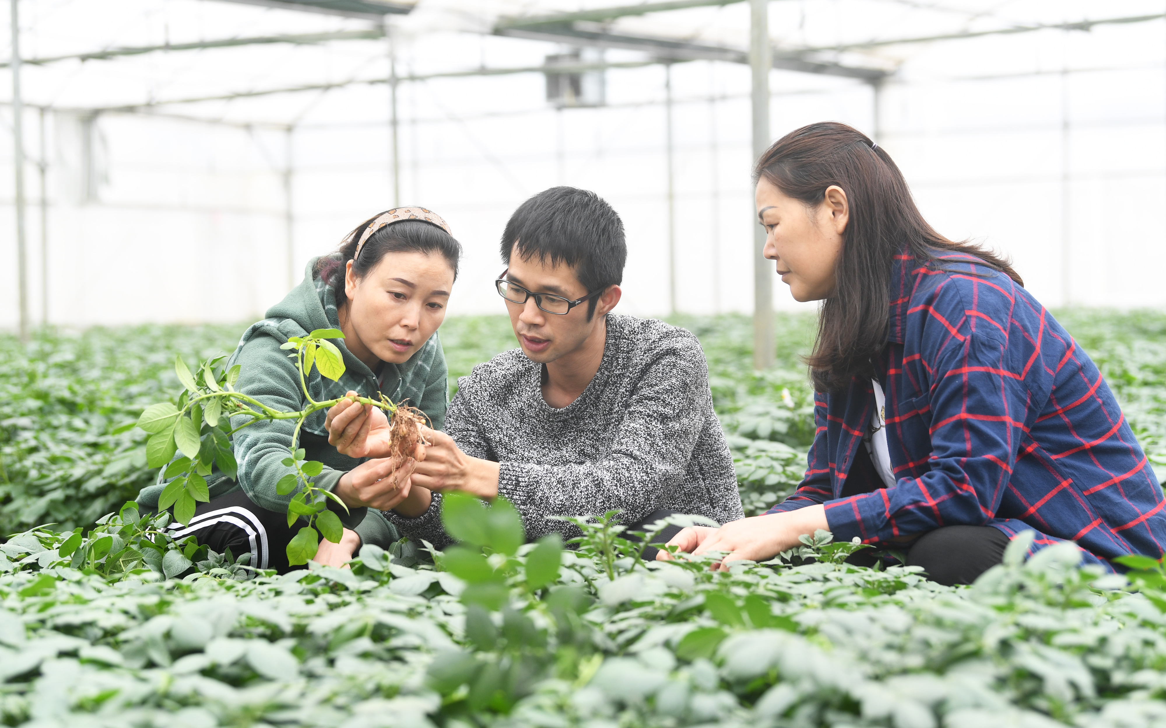 5月5日,技術人員(中)在薯光農業科技開發有限公司的馬鈴薯原原種生產