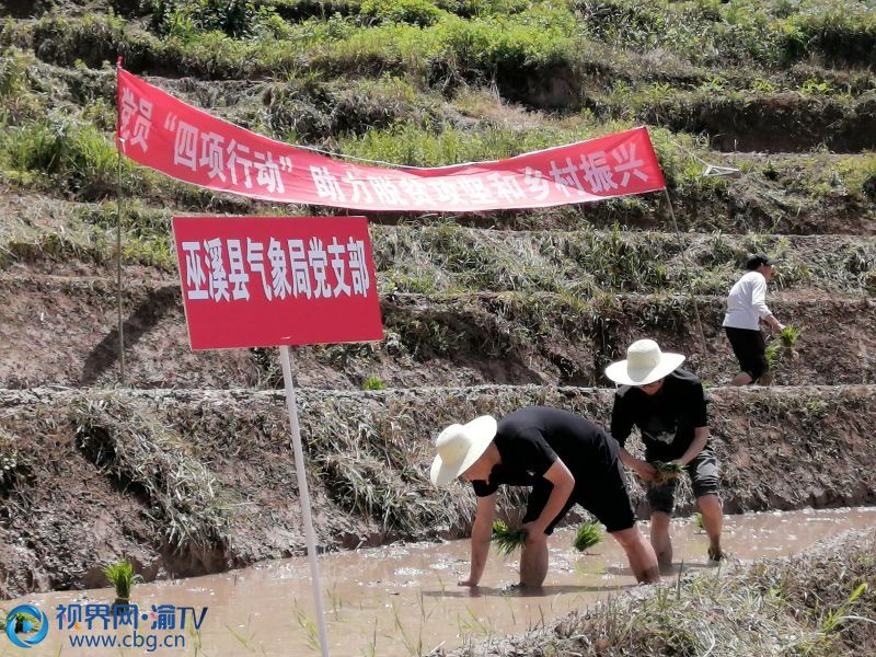 5月15日上午,在巫溪县上磺镇焦山村的稻田里,40来个志愿者的身影在