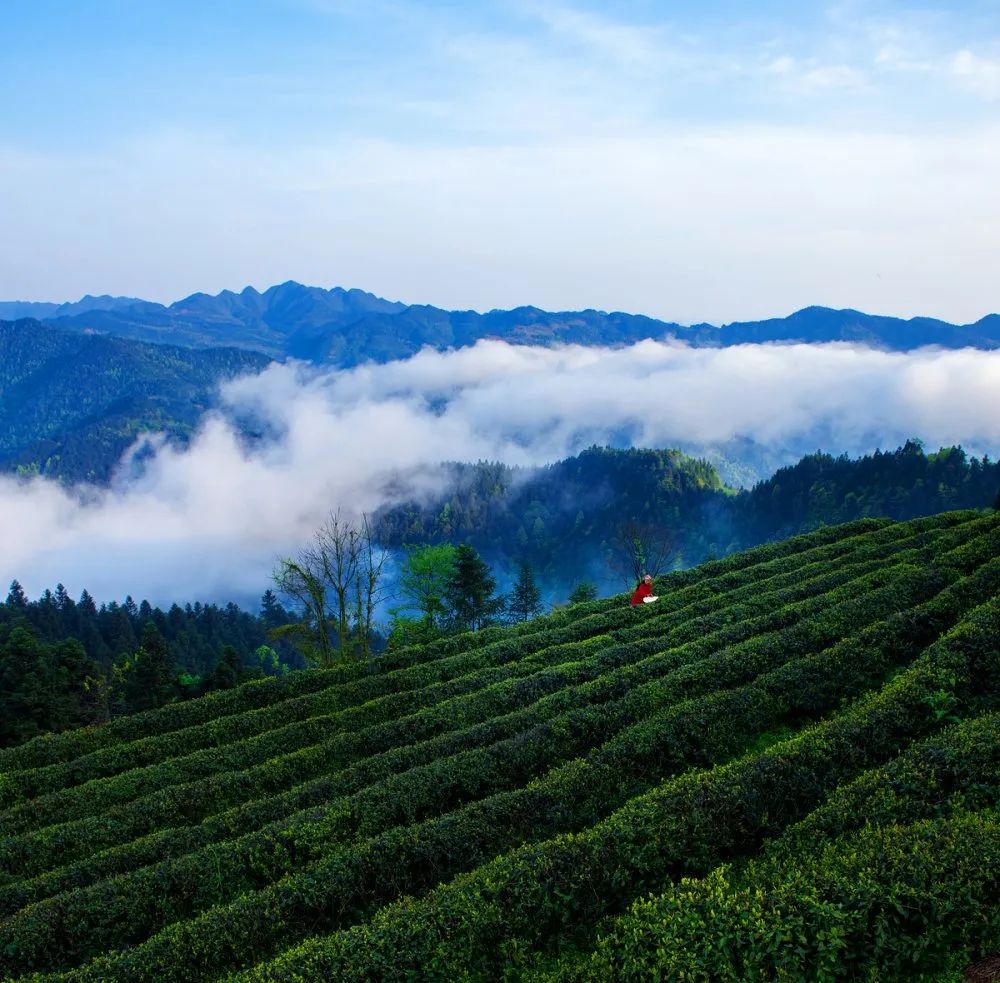 美丽秀山丨在春茶飘香的季节遇见你