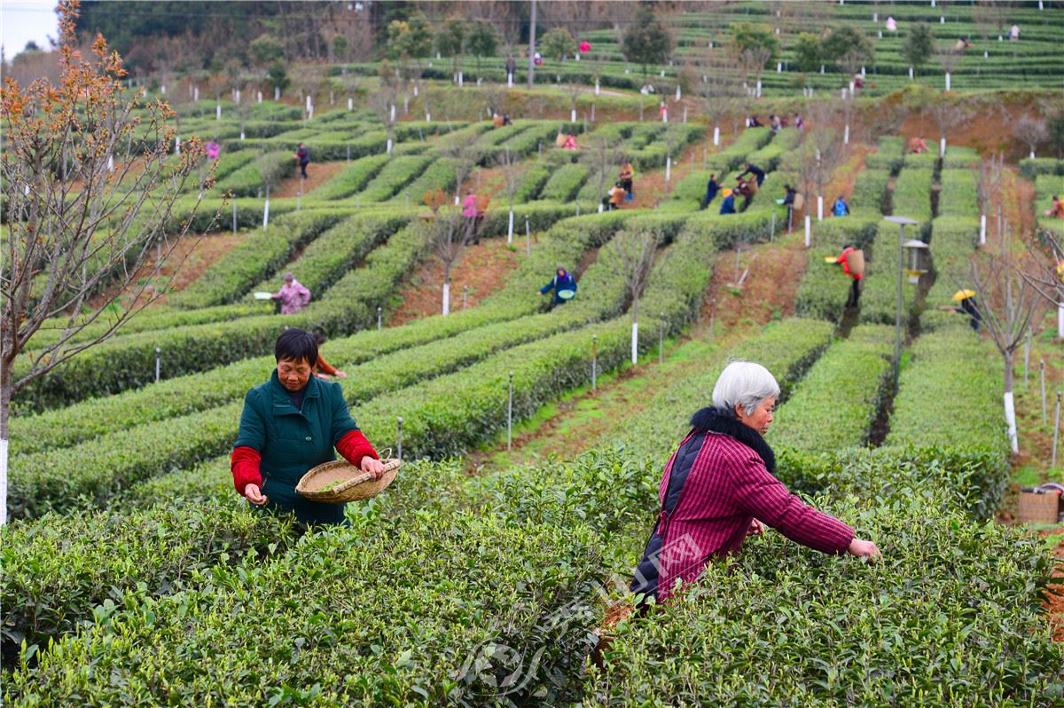 秀山:兴隆坳茶叶加工中心投入生产