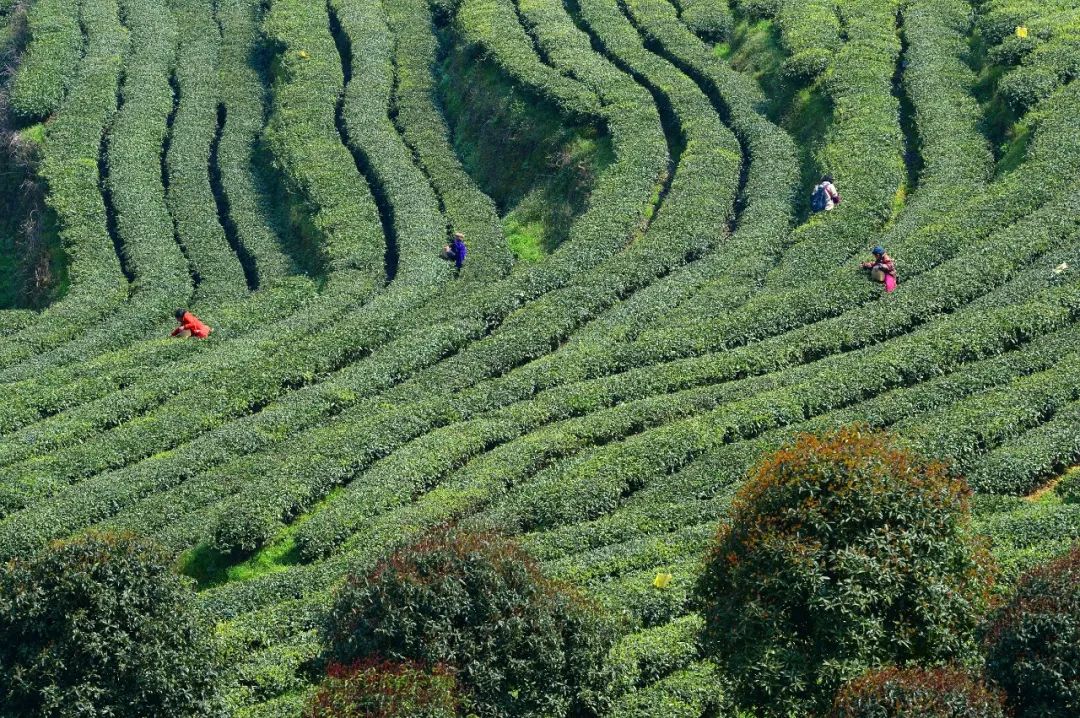 梅江镇兴隆坳村(茶叶)梅江镇关田村(茶叶)洪安镇平马居委会(茶叶)洪安