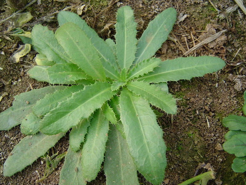 千针草是农村常见的野草秋季经常食用可以降压祛瘀