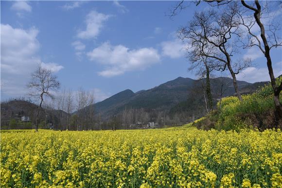 酉陽新聞 > 正文宜居鄉平均海拔800米,四季雲霧朦朧,土壤深厚,肥沃