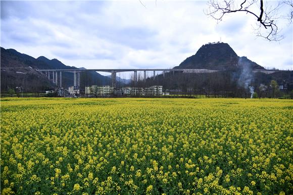 酉陽新聞 > 正文宜居鄉平均海拔800米,四季雲霧朦朧,土壤深厚,肥沃