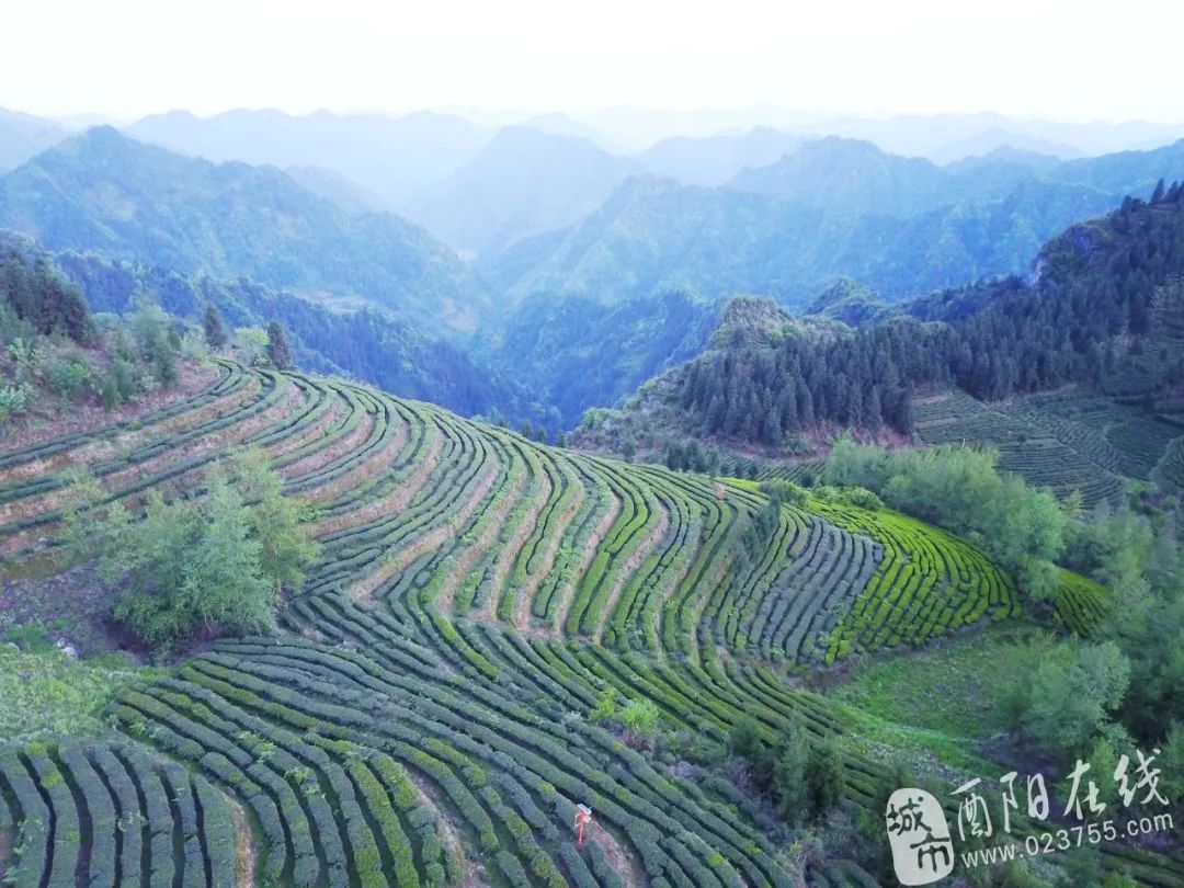 酉陽木葉茶山,太美了!