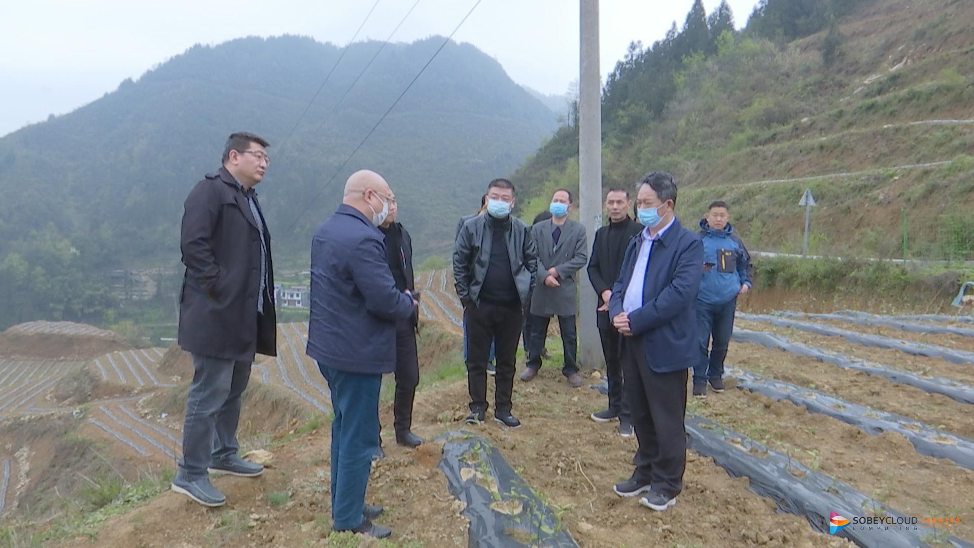 去年,麻旺鎮通過引進國資平臺公司酉陽華茂公司投資,實施生態茶葉建設