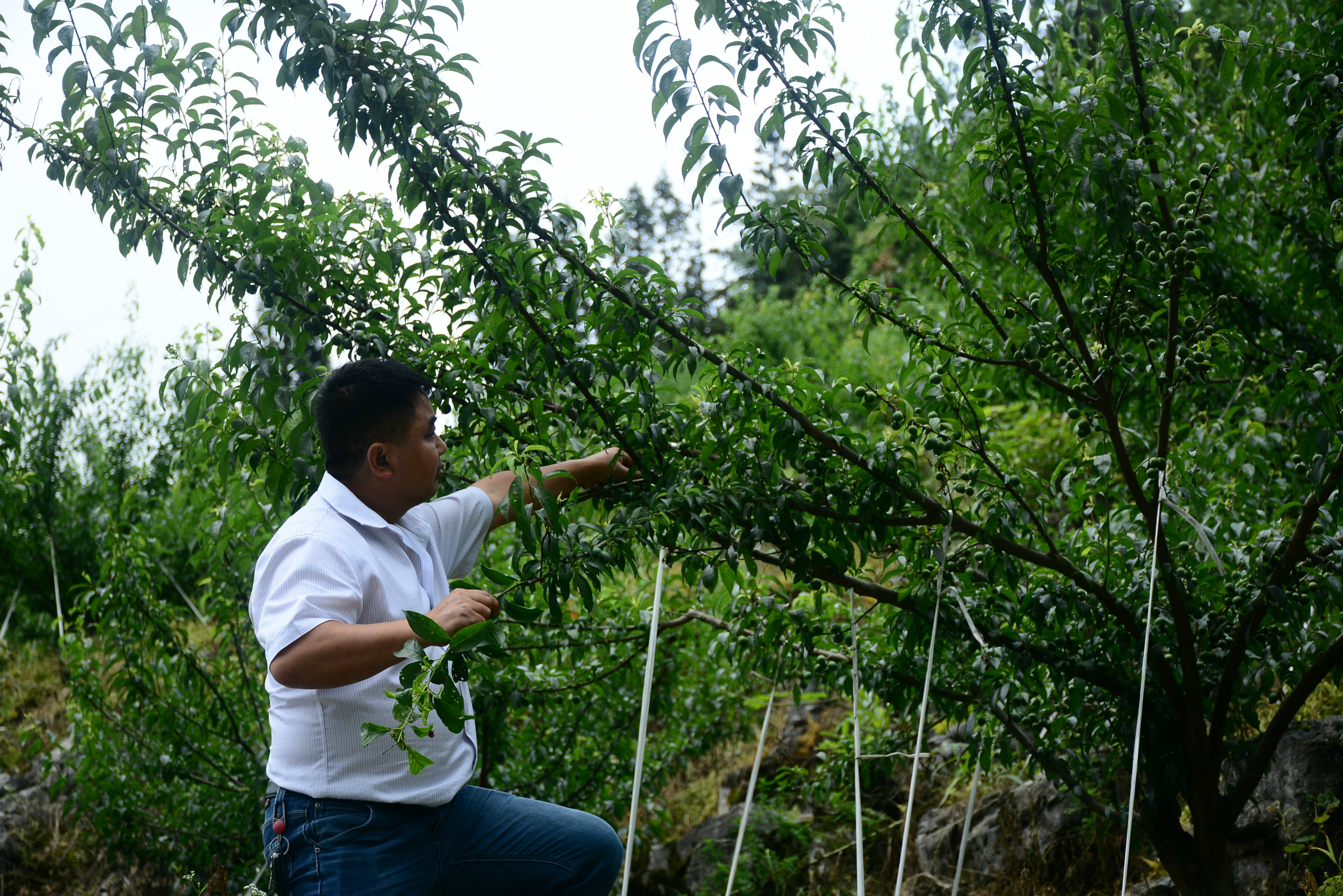 重慶酉陽綠水青山就是金山銀山繪就產業振興新藍圖