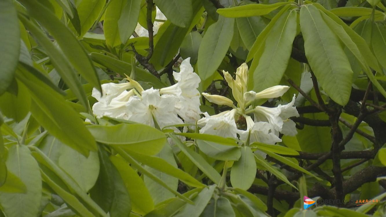 白色攀枝花树图片