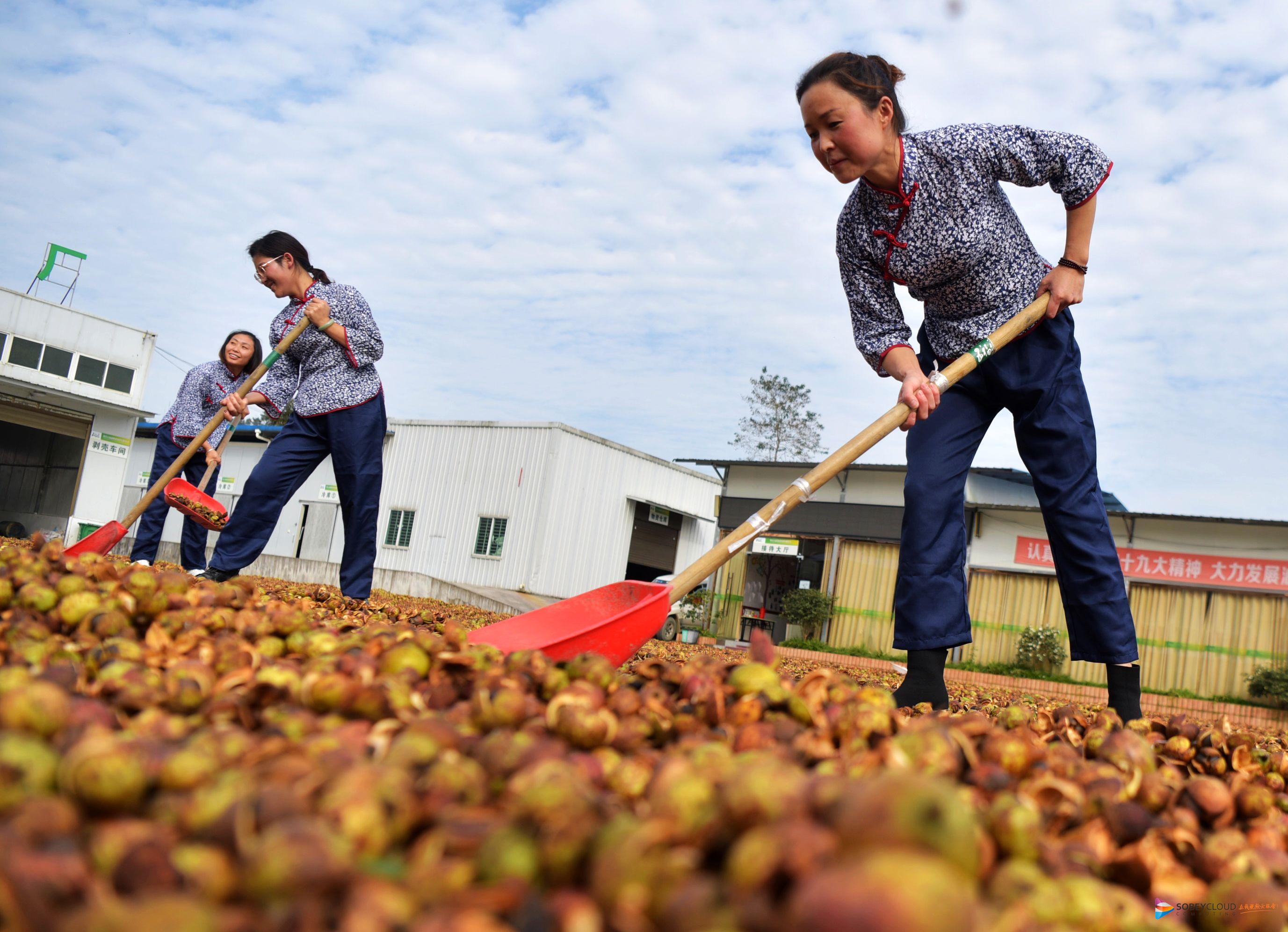 酉阳:油茶进入丰收季节