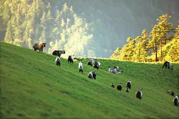 以国家4a级景区曾家山,唐家河和米仓山以及国家级风景名胜区白龙湖为