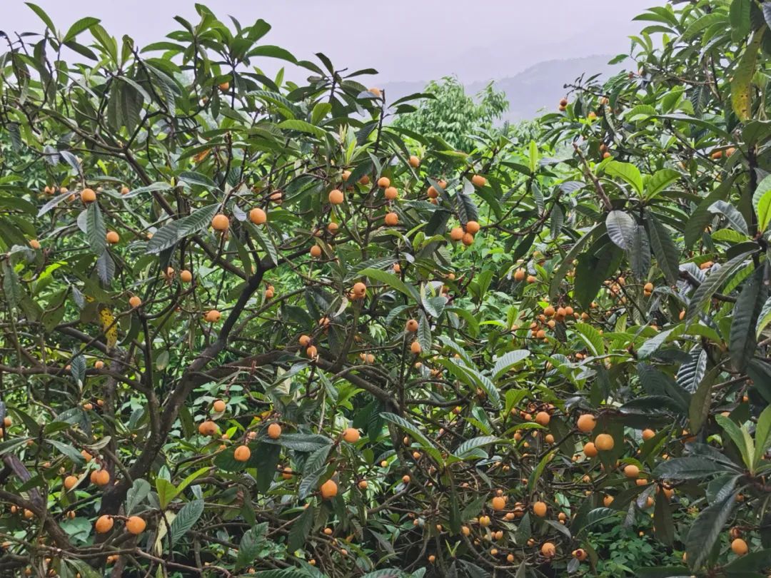 吃货速看渝北枇杷正当时边摘边吃太爽了