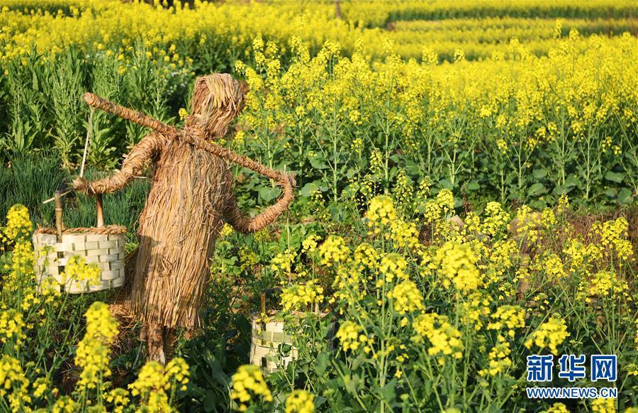 云阳县栖霞镇盛开的油菜花与稻草人相映成趣(3月15日摄.