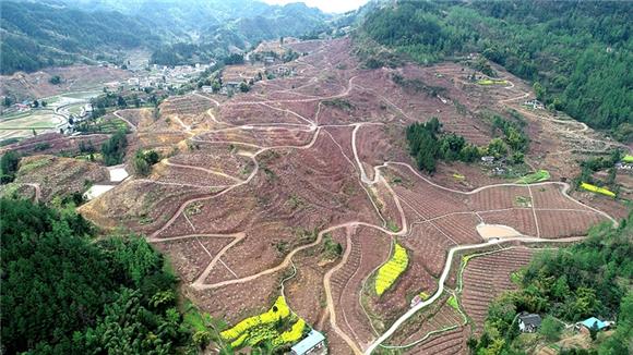 云阳县后叶镇:开荒种植油橄榄 农户增收有希望