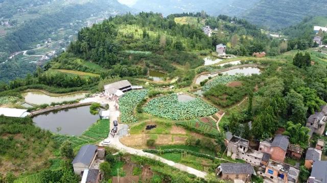 云阳县新月家庭农场 在双桂村新月家庭农场 荷塘里荷叶碧绿 漫山遍野