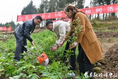 白石鎮栽植香樟,楠木樹苗2000餘株.