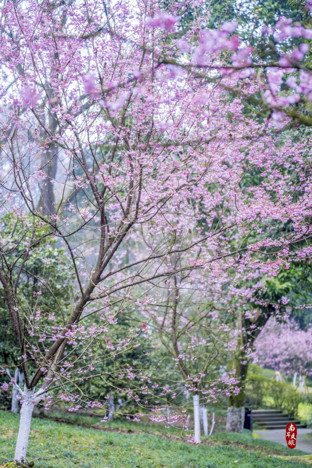 南山植物園早櫻足以驚豔整個春天