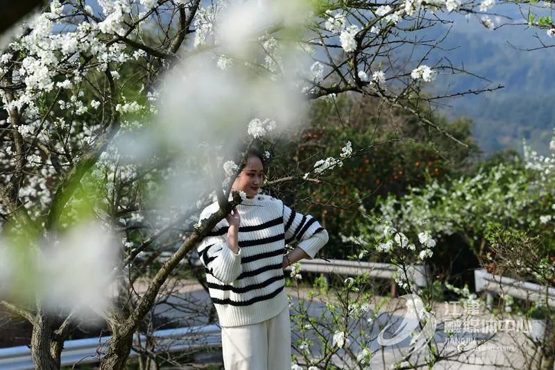 游客前来打卡体验 贺宝胜 摄▲漫山遍野的李花争艳 贺宝胜 摄引祷不