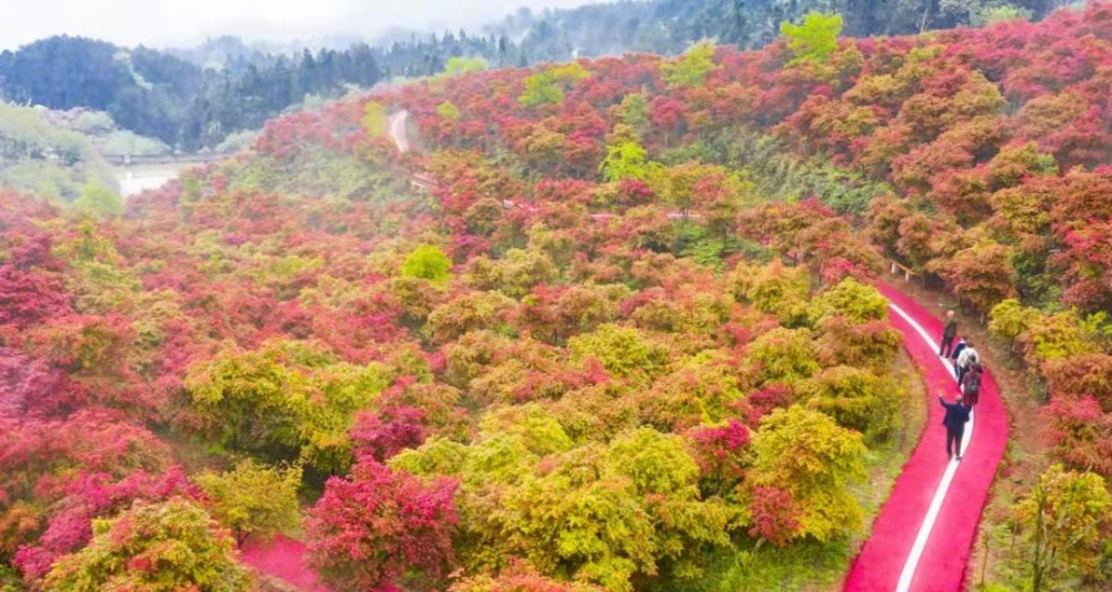 重庆巴南旅游景点红枫图片