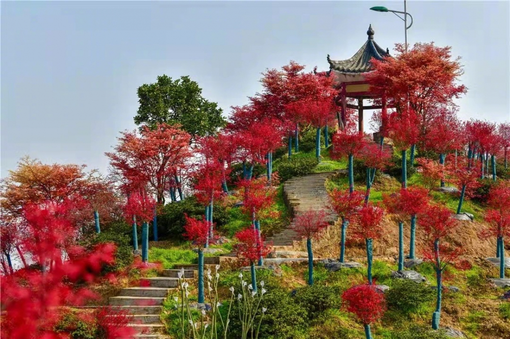 巴南这几个地方的红枫已红透了山野