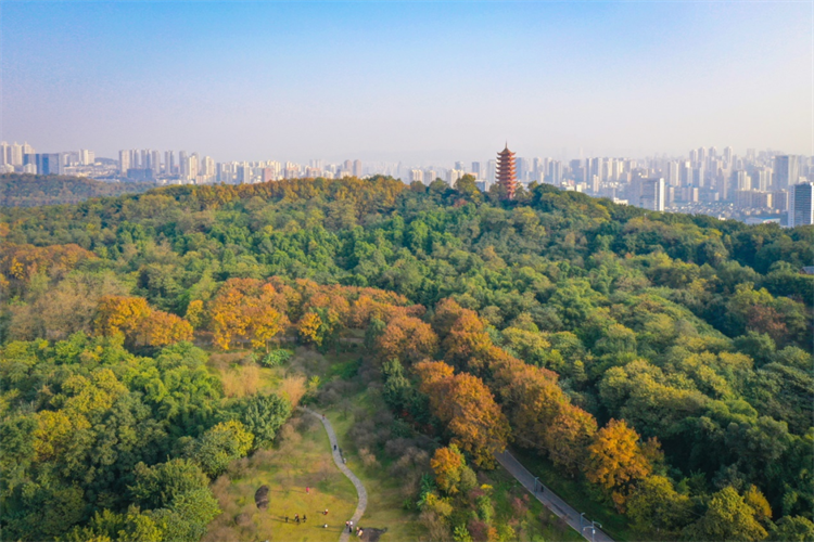 重庆植物园 照母山图片