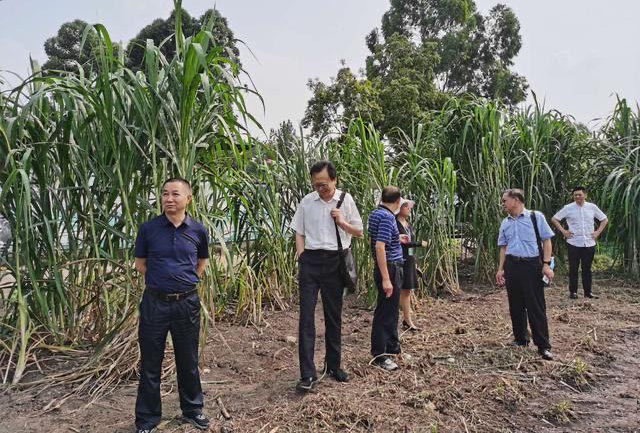 四川省|四川省知识产权中心专家学者到大邑“金牧粮草”基地考察调研