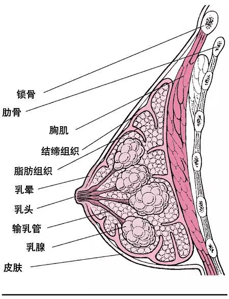 乳腺的分布图图片