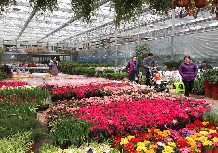 宏帆望海花都今起迎客 打造現代綜合花卉文化產業園