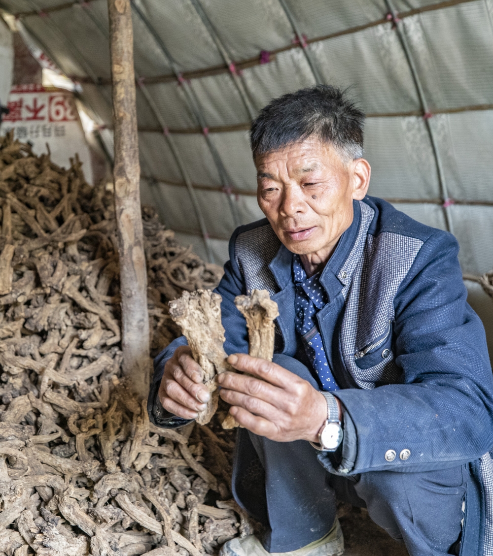 西安村中药材图片