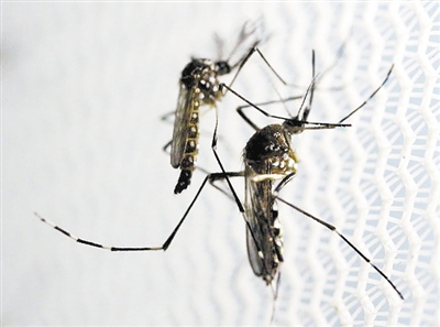 谷歌公司拟释放两千万只改造蚊子 以抑制寨卡病毒