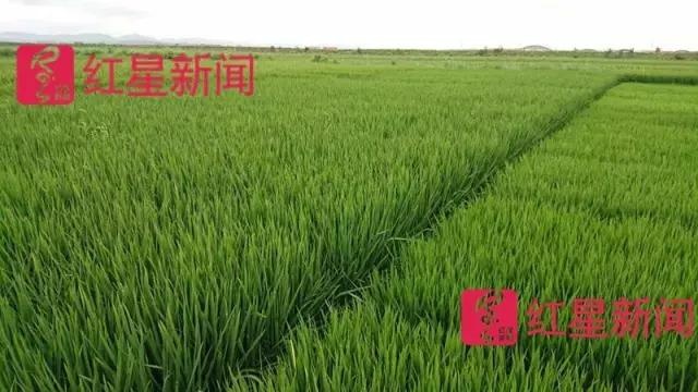 ▲左侧较高的区域种植的是袁隆平团队培育的超优1000杂交稻，属于晚熟稻种