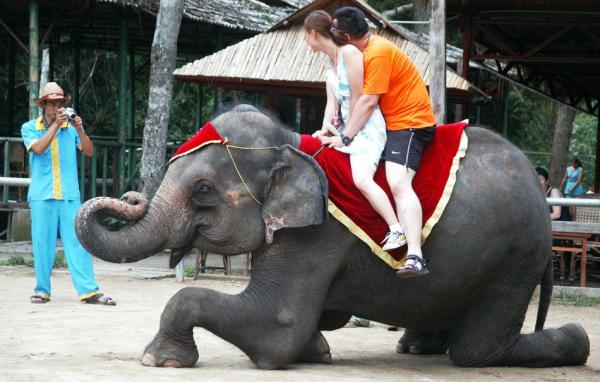 三家旅行社承诺停止骑大象旅游 减少伤害和虐待