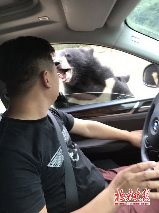 男子八达岭动物园开窗投食被熊咬 园方反应受质疑