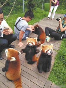 游客与小熊猫亲密接触 网友质疑：合法吗？