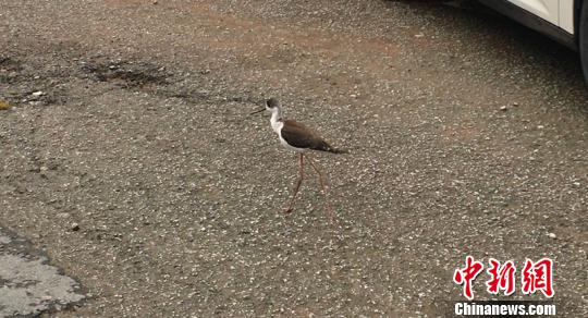 图为长脚鸟在街上悠然踱步 钟欣 摄
