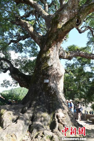 图为古樟树，树高约36米，胸围10.5米，树冠覆盖900平方米，树龄达1000多年。　张斌　摄