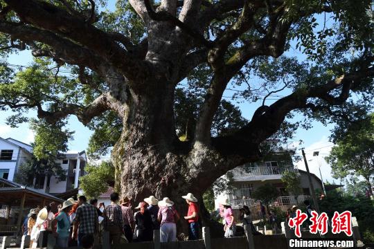 图为民众在观看位于福建省建阳区考亭村的千年古樟树抱佛。　张斌　摄