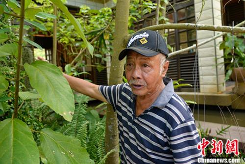 今年73岁的印尼归侨郑文泰，从1992年起陆续投入上亿元人民币，在海南省万宁市兴隆华侨农场打造上万亩的植物王国。他所经略的兴隆热带花园，生存着4000多种植物物种，当中珍稀濒危植物60多种，可谓海南的“热带植物天堂”。他曾获评“全国归侨侨眷先进个人”、中国“侨界杰出人物”、“感动万宁十大年度人物”等荣誉。 <a target='_blank' href='http://www.chinanews.com/'>中新社</a>记者 洪坚鹏 摄