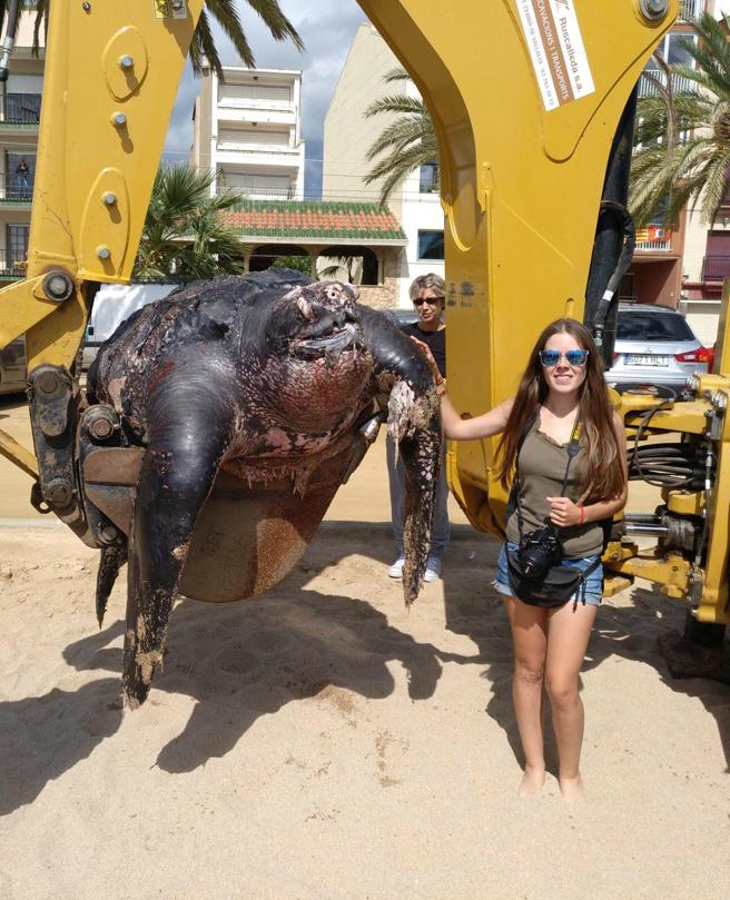 西班牙海滩现2米珍稀海龟 误食塑料垃圾死亡
