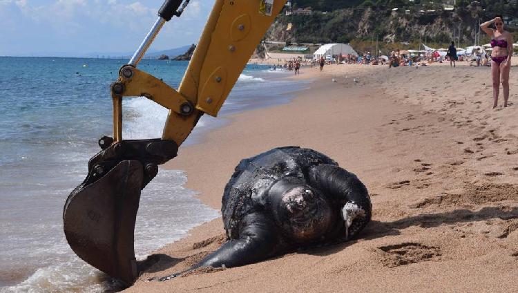 西班牙海滩现2米珍稀海龟 误食塑料垃圾死亡