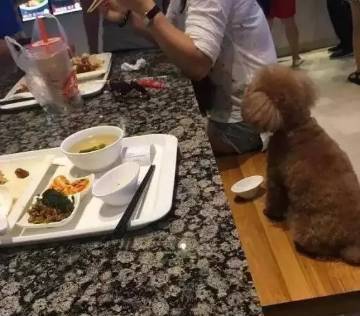 大妈用餐厅盘子喂狗服务员看到未制止 邻桌炸锅