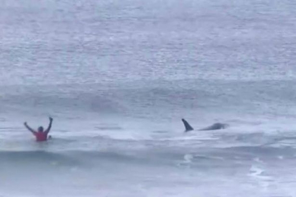 挪威冲浪比赛惊现虎鲸吓坏冲浪者所幸及时逃脱