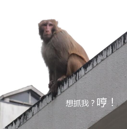 杭州市区又来了只猴子！竟然对女业主动了手