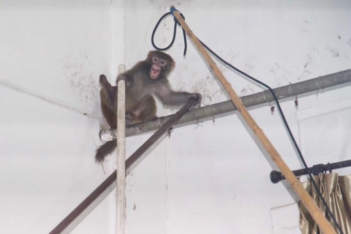 杭州市区又来了只猴子！竟然对女业主动了手
