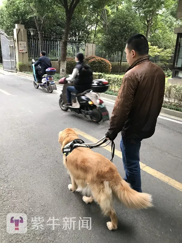 日本一导盲犬被盲人脚踢头部后仍引路 网友炸了