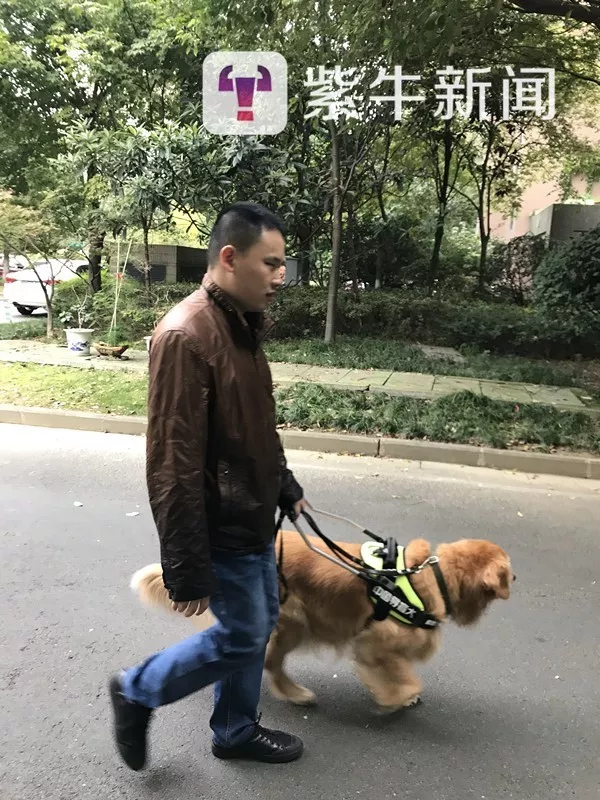 日本一导盲犬被盲人脚踢头部后仍引路 网友炸了