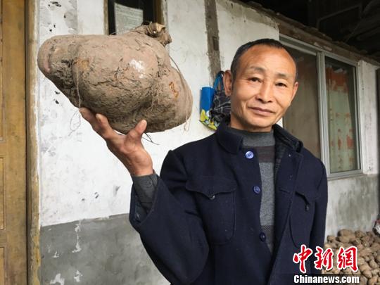 村民展示“巨无霸红薯” 钟欣 摄