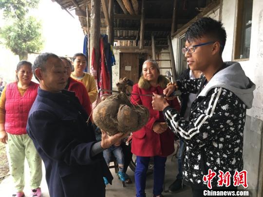 四川洪雅村民挖出“巨无霸红薯”重13斤长30厘米