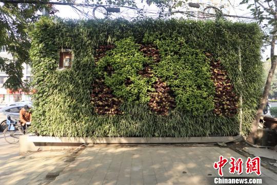 “熊猫公厕”一面墙壁被绿色植物覆盖。　张浪　摄