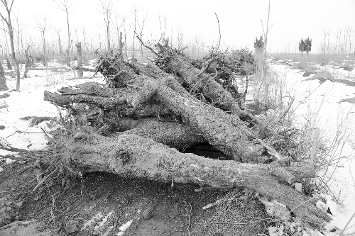 上千棵百年古树被挪死 村镇被判赔偿360余万