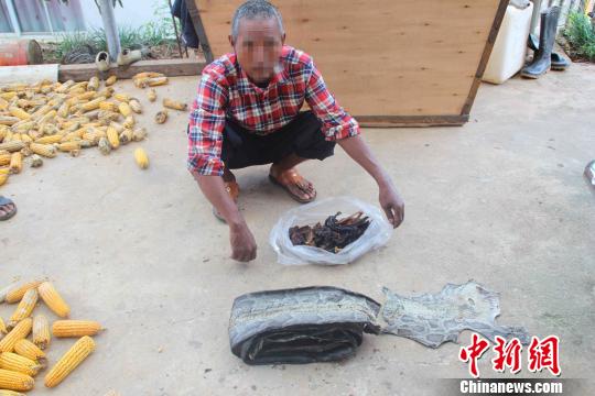 云南男子杀蟒蛇拍视频炫耀被判处有期徒刑一年（图）